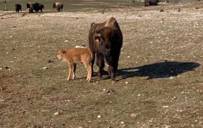 Première naissance de la saison