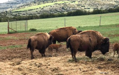Deux premiers bébés bisons de 2017