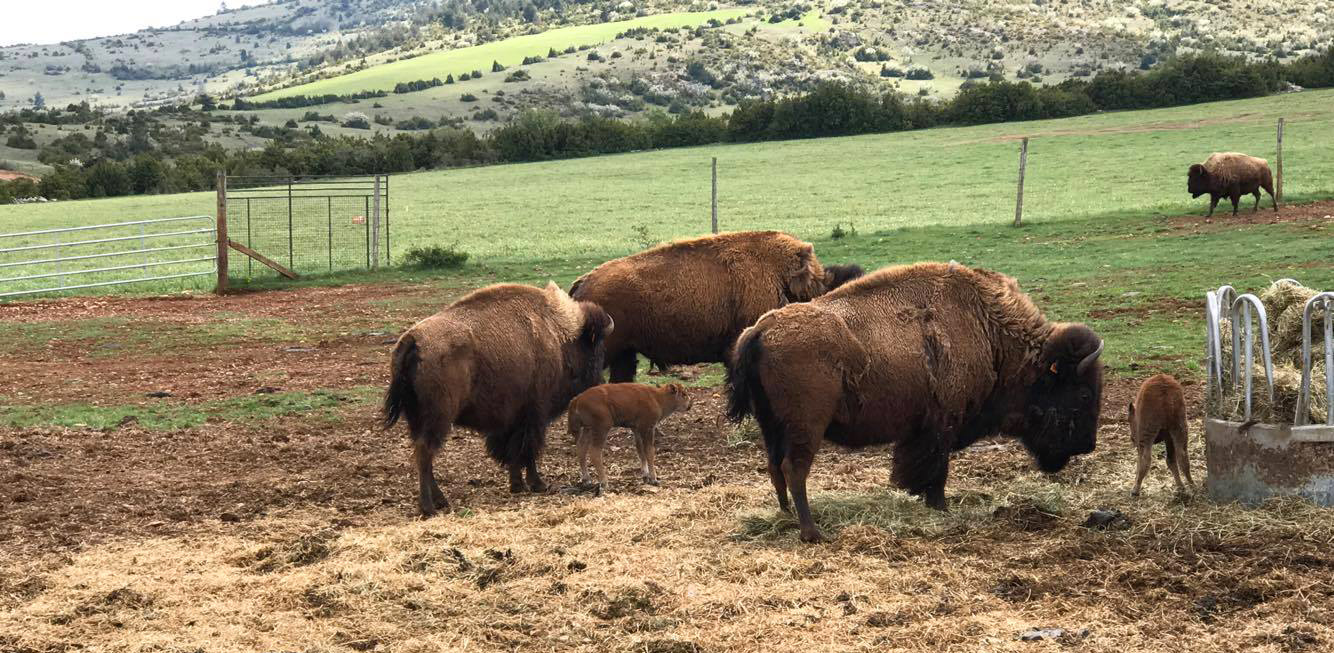 Deux premiers bébés bisons de 2017