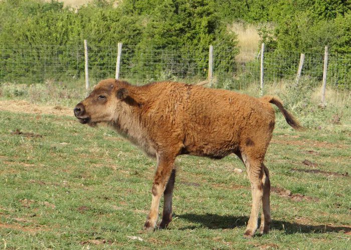 bisons-bisonneau