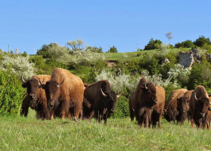 d-jeunes-bisons