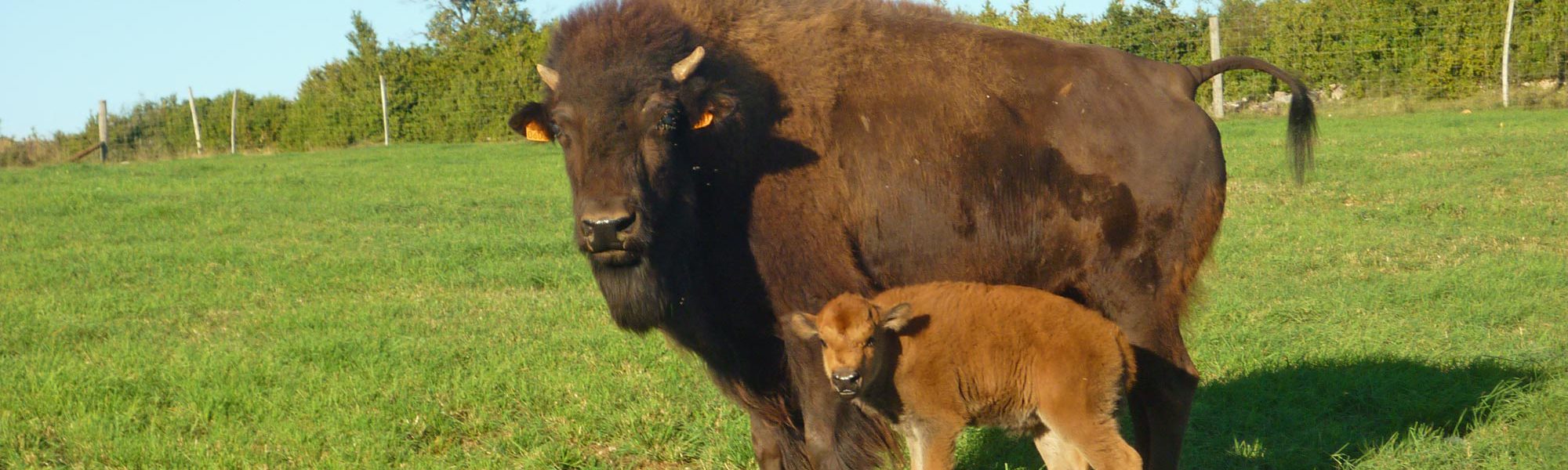 s-bisone-bb-bison