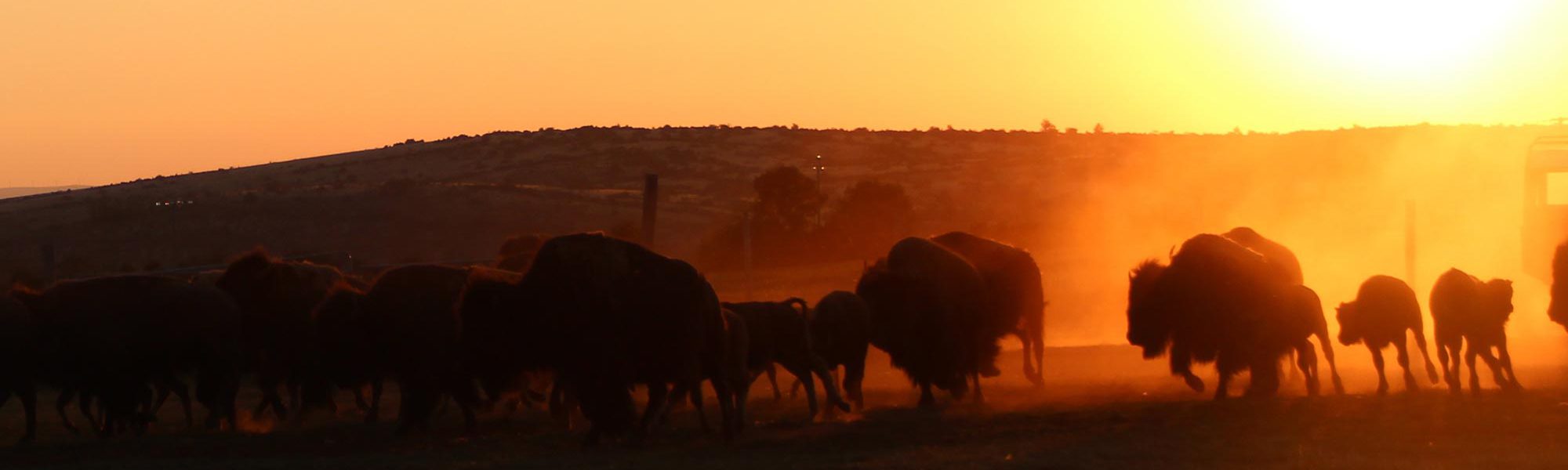 s-bisons-coucher-soleil