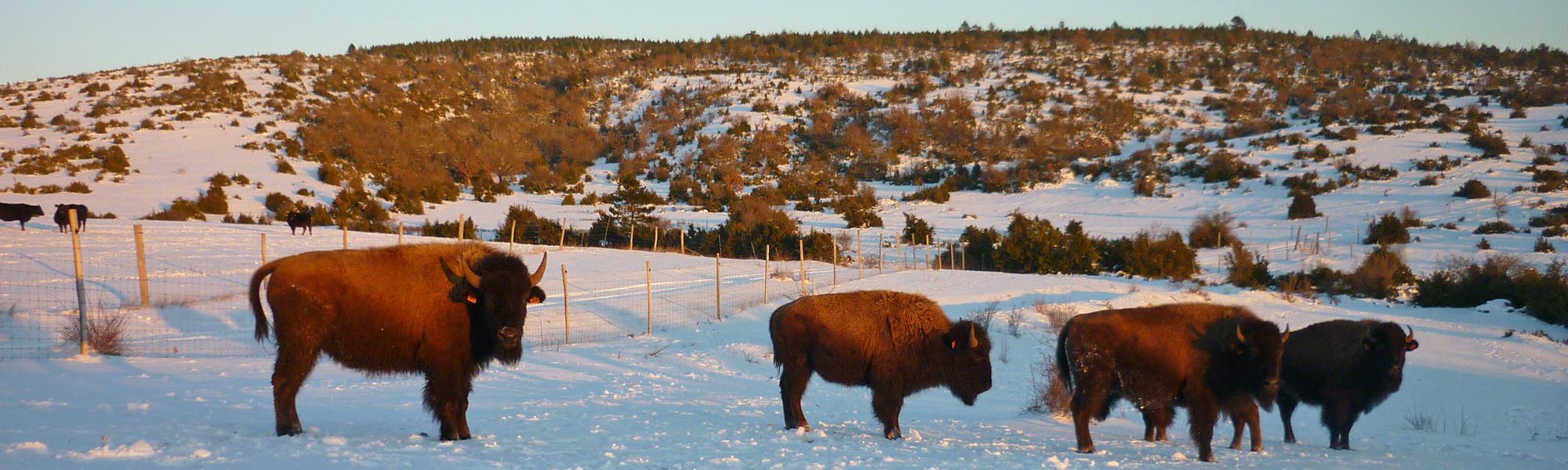 s-bisons-neige