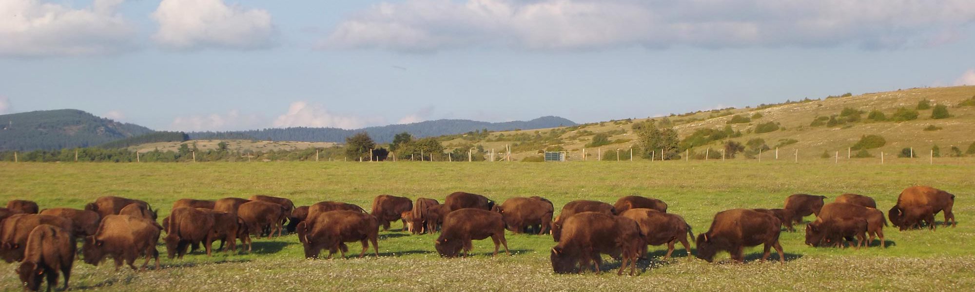 s-bisons-troupeau