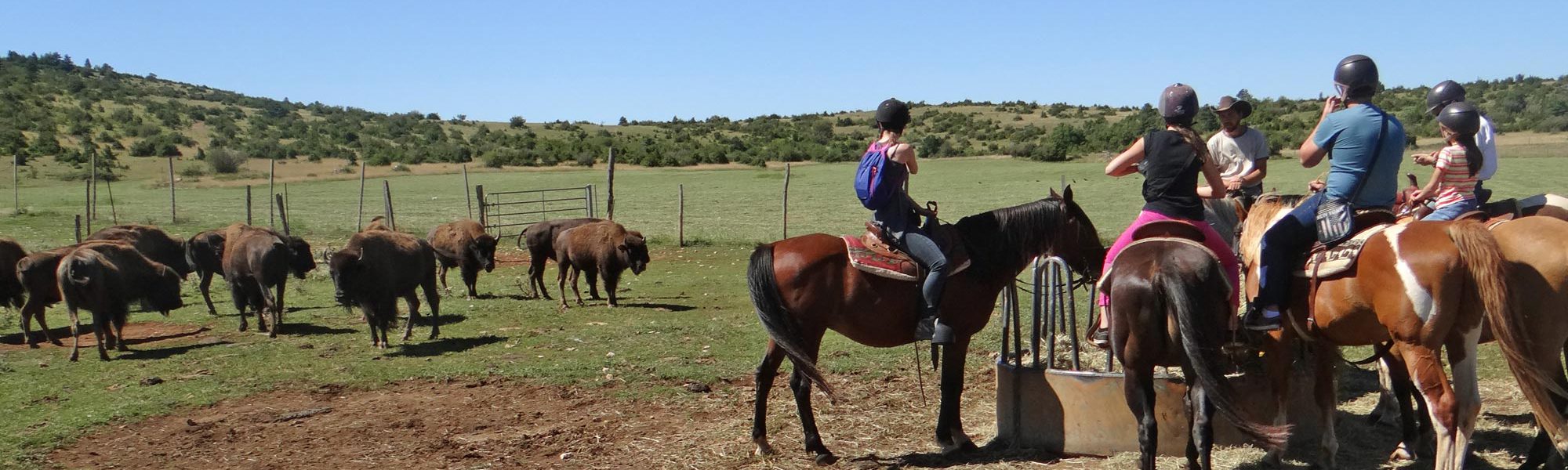 s-chevaux-bisons