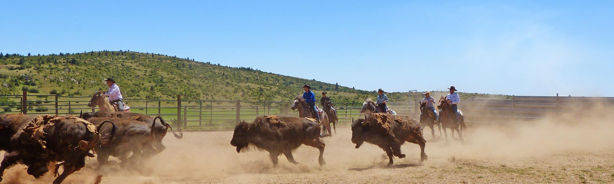 s-spectacle-troupeau-bisons