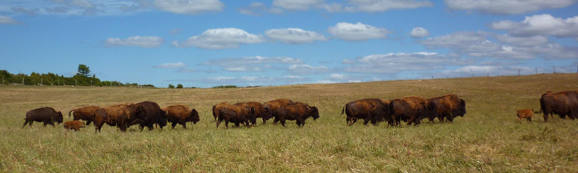 s-troupeau-bisons