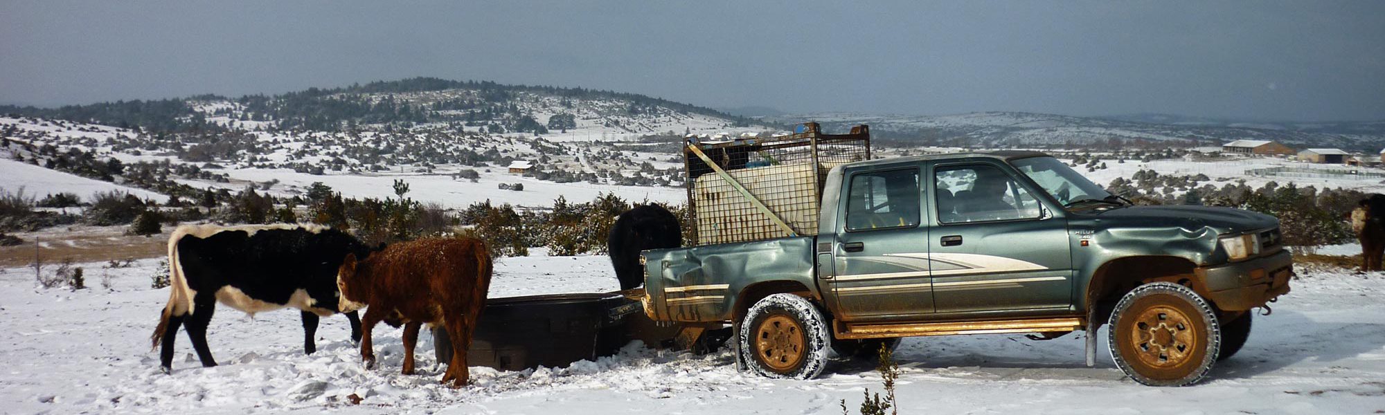 s-vaches-neige