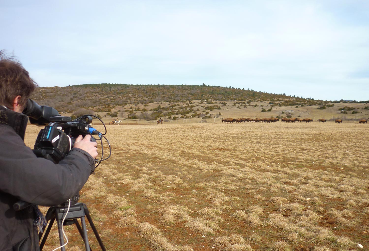 Les reportages sur Randals bison